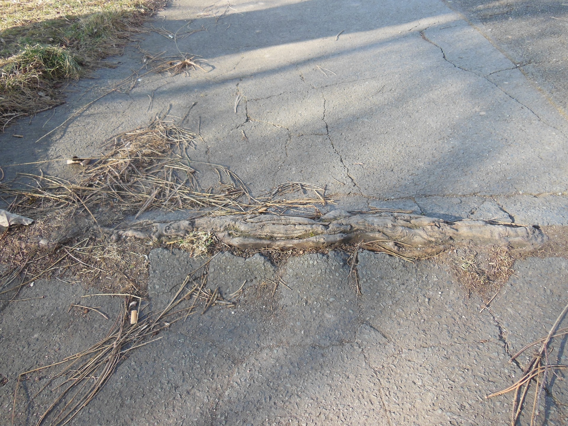 Symbolbild: Wurzeln auf der Straße