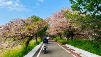 Menschen auf Fahrrädern fahren unter blühenden Kirschbäumen auf der RingRing Road in Tsukuba