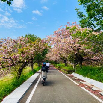 Menschen auf Fahrrädern fahren unter blühenden Kirschbäumen auf der RingRing Road in Tsukuba