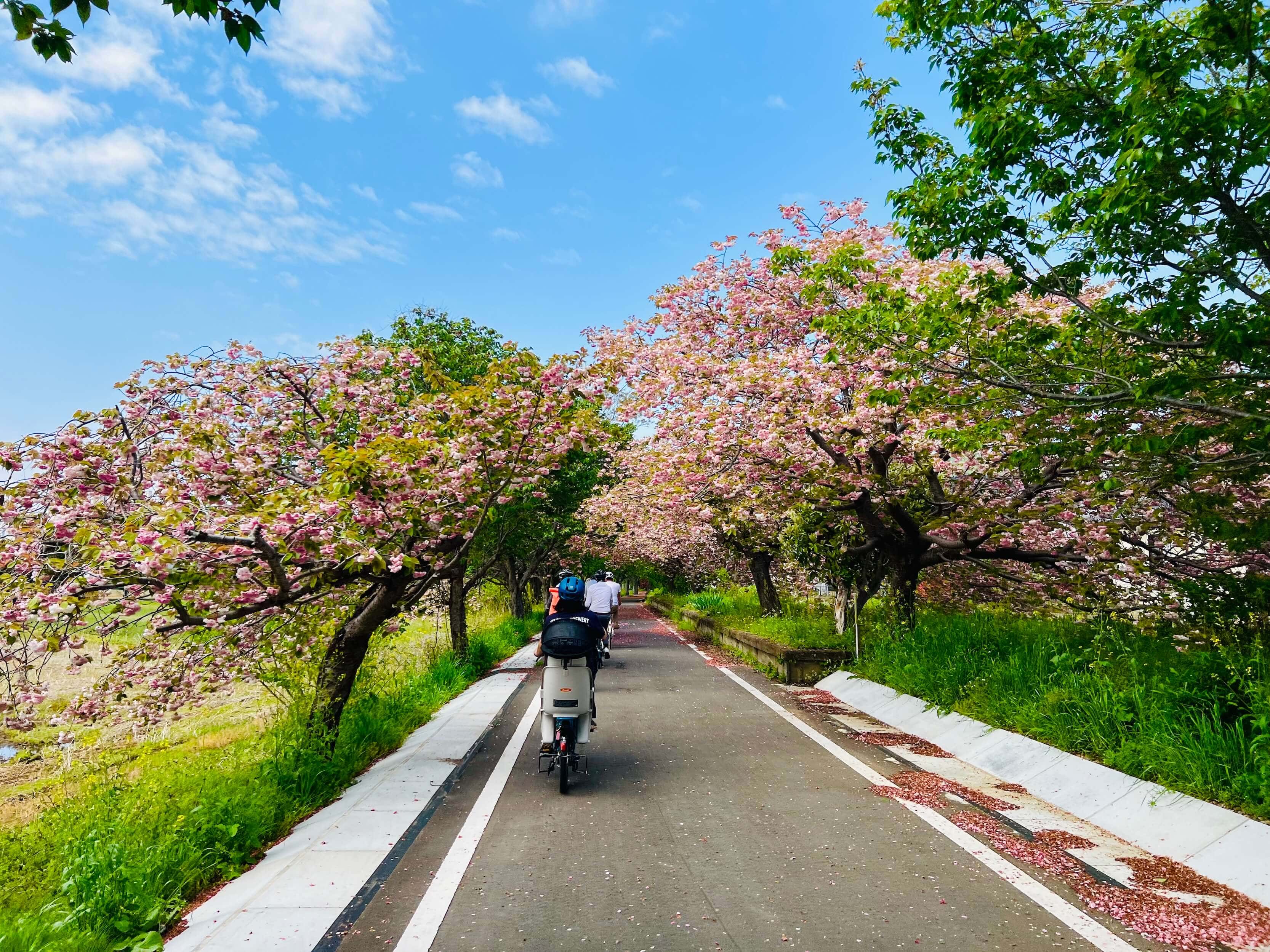 Menschen auf Fahrrädern fahren unter blühenden Kirschbäumen auf der RingRing Road in Tsukuba
